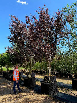 Styrax japonicus 3.0-3.5m Umbrella