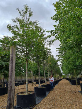 Styrax japonicus 3.0-3.5m Umbrella