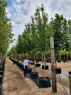 Styrax japonicus 3.0-3.5m Umbrella