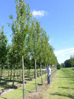 Styrax japonicus 3.0-3.5m Umbrella