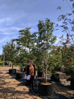 Styrax japonicus 3.0-3.5m Umbrella