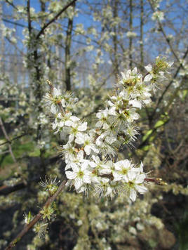 Styrax japonicus 3.0-3.5m Umbrella