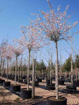 Styrax japonicus 3.0-3.5m Umbrella
