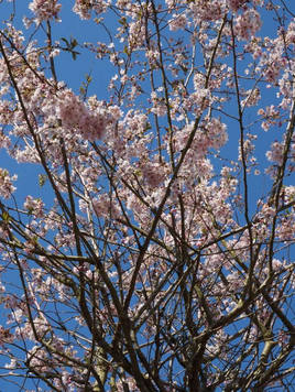 Styrax japonicus 3.0-3.5m Umbrella