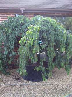 Styrax japonicus 3.0-3.5m Umbrella
