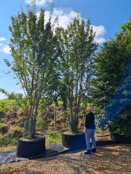 Styrax japonicus 3.0-3.5m Umbrella