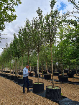 Styrax japonicus 3.0-3.5m Umbrella