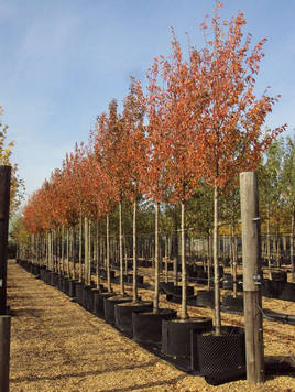Prunus Umineko - Japanese Cherry Snow Goose
