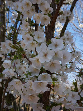 Styrax japonicus 3.0-3.5m Umbrella