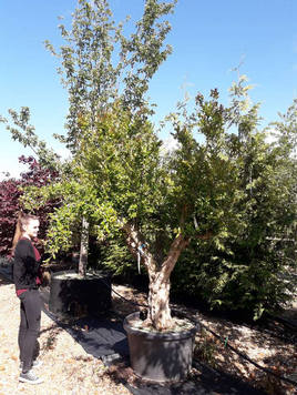 Styrax japonicus 3.0-3.5m Umbrella