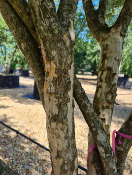 Styrax japonicus 3.0-3.5m Umbrella