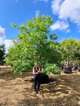 Styrax japonicus 3.0-3.5m Umbrella