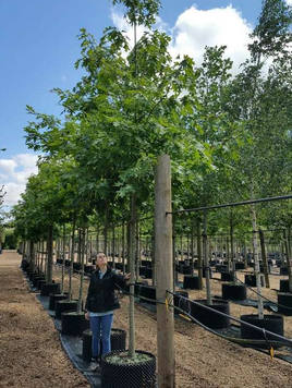 Styrax japonicus 3.0-3.5m Umbrella
