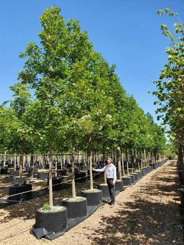Styrax japonicus 3.0-3.5m Umbrella