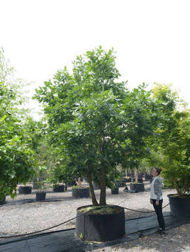 Styrax japonicus 3.0-3.5m Umbrella