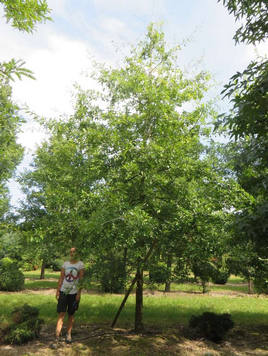 Styrax japonicus 3.0-3.5m Umbrella