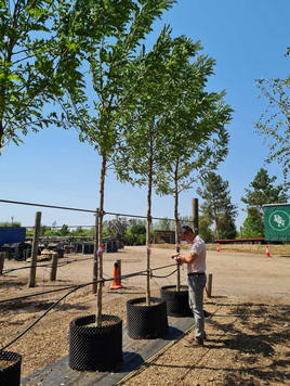Styrax japonicus 3.0-3.5m Umbrella