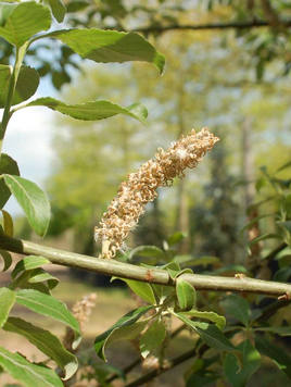 Styrax japonicus 3.0-3.5m Umbrella