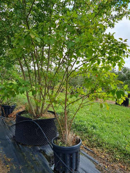 Styrax japonicus 3.0-3.5m Umbrella