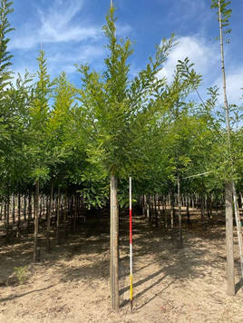 Styrax japonicus 3.0-3.5m Umbrella