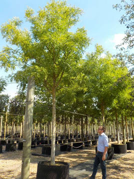 Styrax japonicus 3.0-3.5m Umbrella