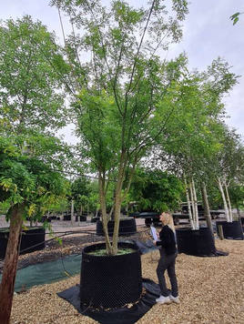 Styrax japonicus 3.0-3.5m Umbrella