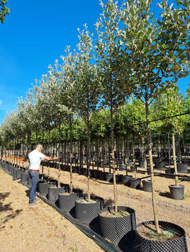 Styrax japonicus 3.0-3.5m Umbrella