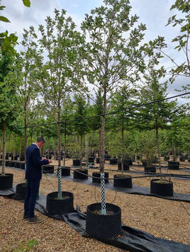 Styrax japonicus 3.0-3.5m Umbrella