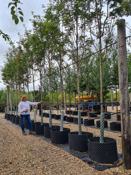 Styrax japonicus 3.0-3.5m Umbrella