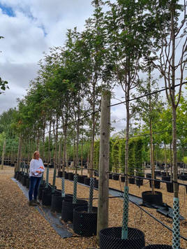 Styrax japonicus 3.0-3.5m Umbrella
