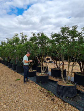 Sorbus commixta Dodong 2.0-3.0m multi stem