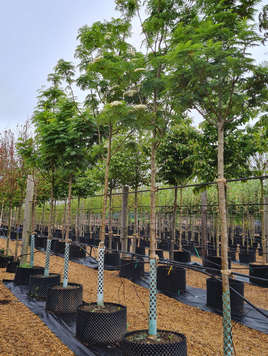 Sorbus commixta Dodong 18-20cm girth standard