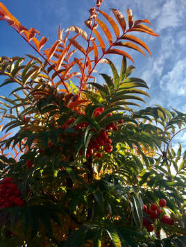 Sorbus commixta Leaf and Fruit