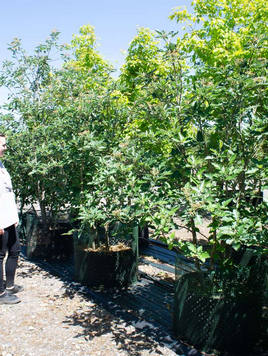 Styrax japonicus 3.0-3.5m Umbrella
