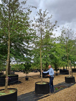 Styrax japonicus 3.0-3.5m Umbrella