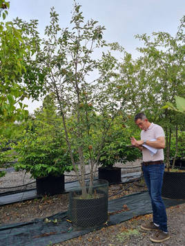 Styrax japonicus 3.0-3.5m Umbrella