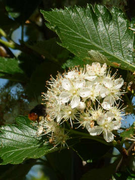 Styrax japonicus 3.0-3.5m Umbrella