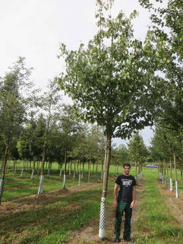 Styrax japonicus 3.0-3.5m Umbrella