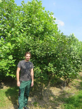 Styrax japonicus 3.0-3.5m Umbrella