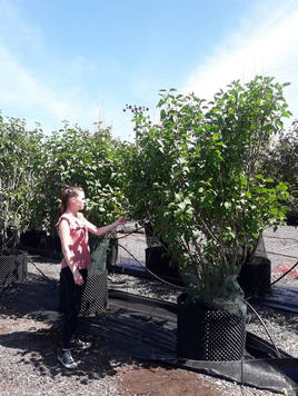 Styrax japonicus 3.0-3.5m Umbrella