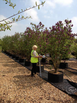 Syringa Charles Joly 2.0m multistem