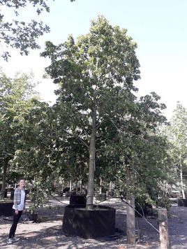 Styrax japonicus 3.0-3.5m Umbrella