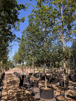 Styrax japonicus 3.0-3.5m Umbrella