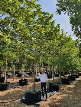 Styrax japonicus 3.0-3.5m Umbrella