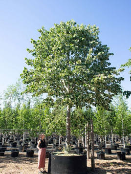 Styrax japonicus 3.0-3.5m Umbrella