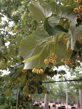 Styrax japonicus 3.0-3.5m Umbrella