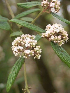 Styrax japonicus 3.0-3.5m Umbrella