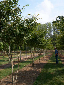 Styrax japonicus 3.0-3.5m Umbrella