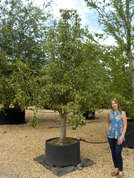 Pyrus communis half stem 25-30cmg CG