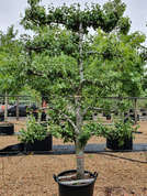 Pyrus communis tiered form 30-35cmg CG